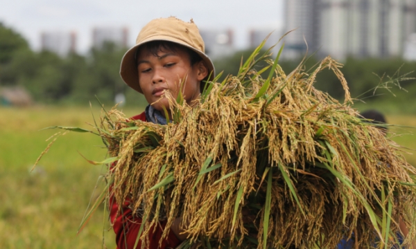 투득시의 한 농부가 A farmer harvests rice in Thu Duc City, HCMC. Photo by (사진=VnExpress/Quynh Tran)