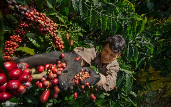 Người dân Kon Tum thu hoạch cà phê. Ảnh: Huỳnh Phương