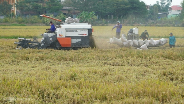 Nông dân huyện Tháp Mười, tỉnh Đồng Tháp thu hoạch lúa Đông Xuân 2024. Ảnh: Ngọc Tài