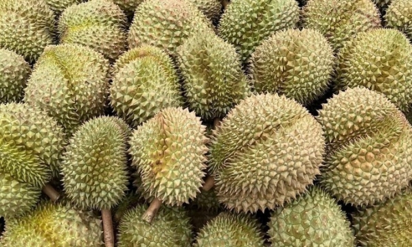 Monthong durians at an exporter's warehouse. Photo by Linh Dan