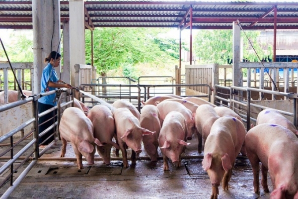 베트남 남부지방의 한 돼지축사. 베트남 축산업계는 육류와 육가공품 대량 수입, 밀수 등에 따라 불공정 경쟁에 내몰리고 있다며 정부측에 대안 마련을 요구하고 있다. 지난해 베트남의 축산물 수입액은 35억여달러로 수출액의 7배에 달했다. (사진=Vissan)