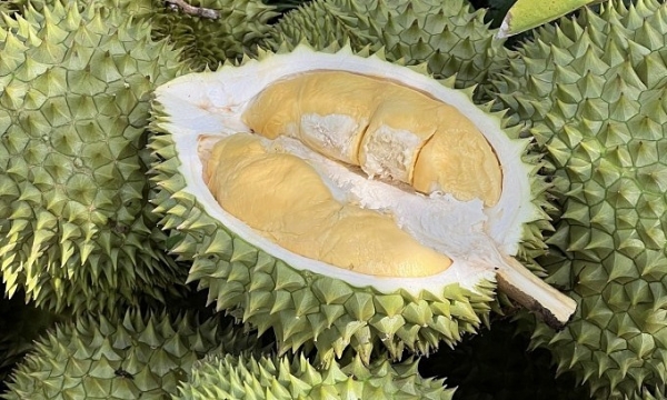 Durians at an orchard in the Mekong Delta region. Photo by Manh Khuong